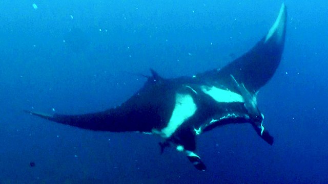 Divers Rescue Giant Manta Ray From Fishing Line