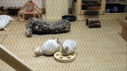 Beschäftigungsmaterial für kluge Köpfe