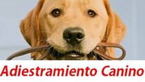 Adiestramiento canino o de perros, como entrenar un perro pitbull