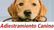 Adiestramiento canino o de perros, como entrenar un perro pitbull