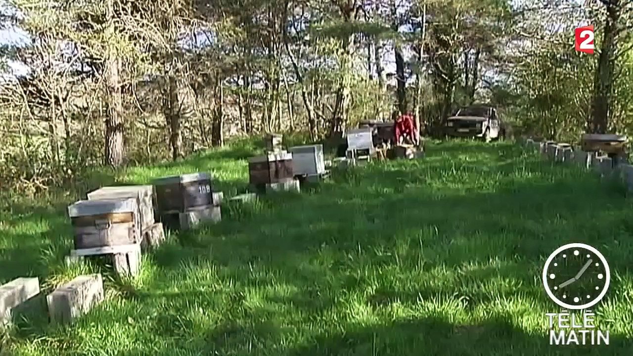 La France vole au secours de ses abeilles