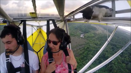 Un chat se retrouve l’aile d’un ULM en plein vol