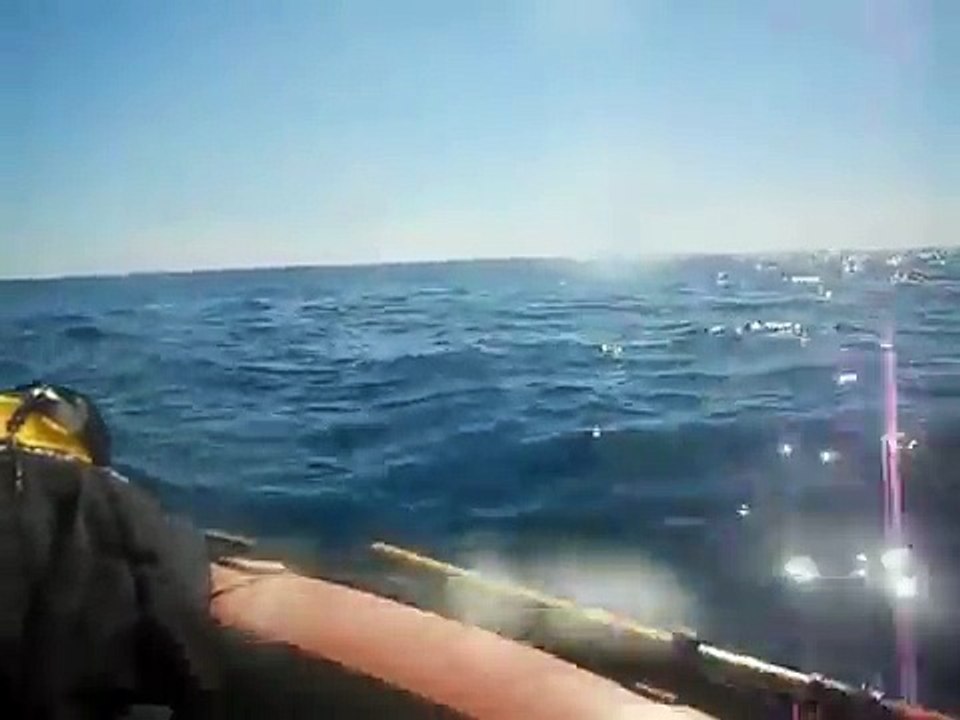 Delfini a Ferruzzano!!!
