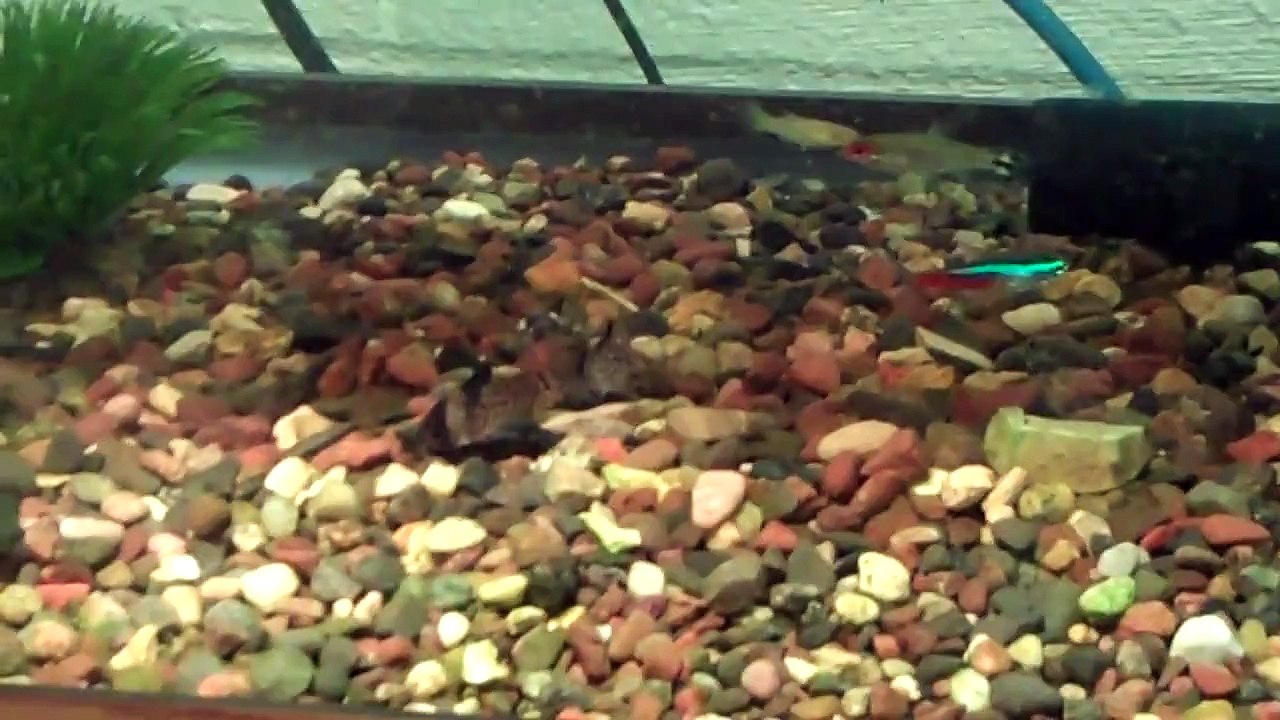 Turtles! and a huge update!