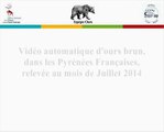 Videos Ours Pyrénées  - Juillet 2014 - Equipe Ours - Réseau Ours Brun
