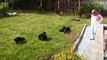 Black Russian Terrier - Getera Ochy Chyornye & pups