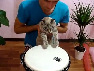 Кот Барабанщик