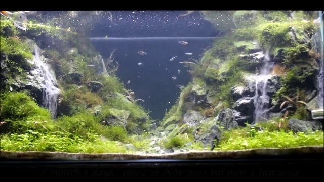 Aquarium impressionnant : chutes d'eau reconstituées