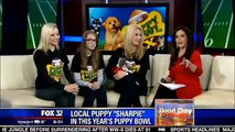 ROMP's Italian Greyhound Sharpie - Animal Planet Puppy Bowl X - Fox News Chicago Segment