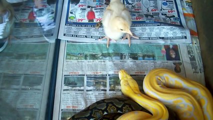 lavender albino tiger retic. eating a chicken