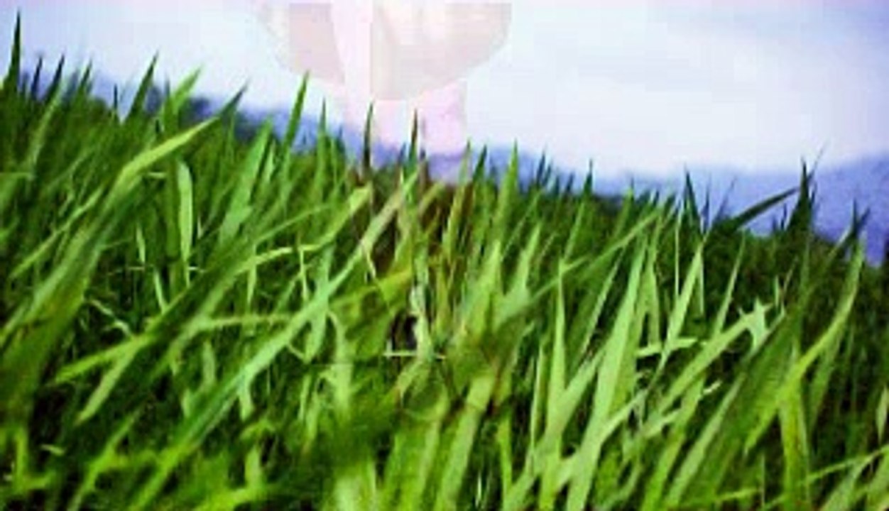 My Video