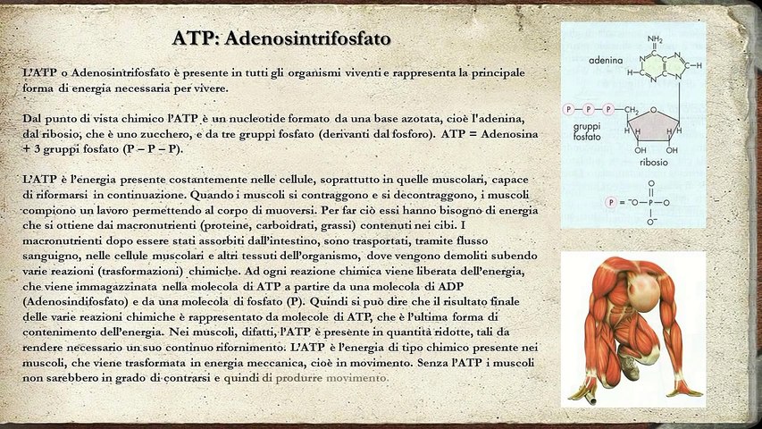 Atp Adenosintrifosfato Video Dailymotion