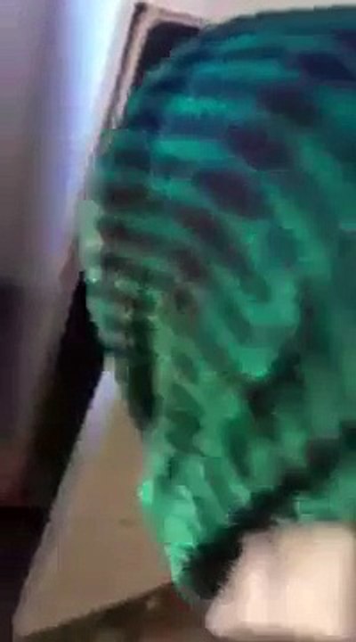 الحشد الشعبي وسرقة الثلاجة
