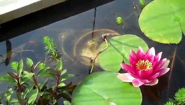 Fancy Goldfish garden pond, Torro Plants,