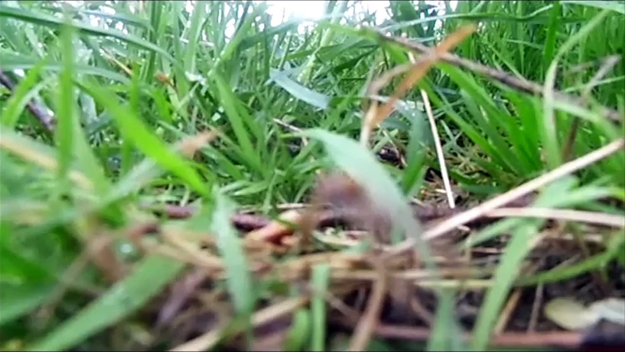 Alex Rigby Short Film Scarred