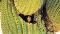 Cactus Ferruginous Pygmy-owl sitting in saguaro