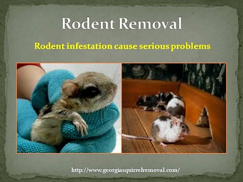 Best Atlanta Rodent Removal Company | Hire Today!