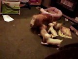 Princess & Chico's puppies playing & chasing round chihuahua