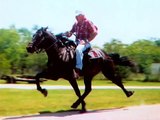 One of the fastest singlefooter,racking horse, in the south