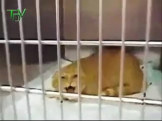 Deepvoiced (extreme) -- Very Angry Cat - [SCARY] FUNNY