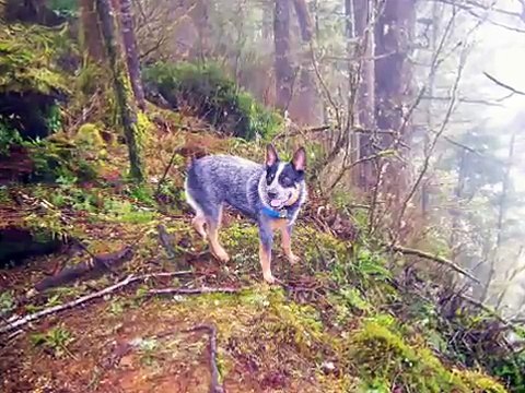 Australian Cattle Dog -The Breeds 2009 - by Eduardo Durán Haedo.
