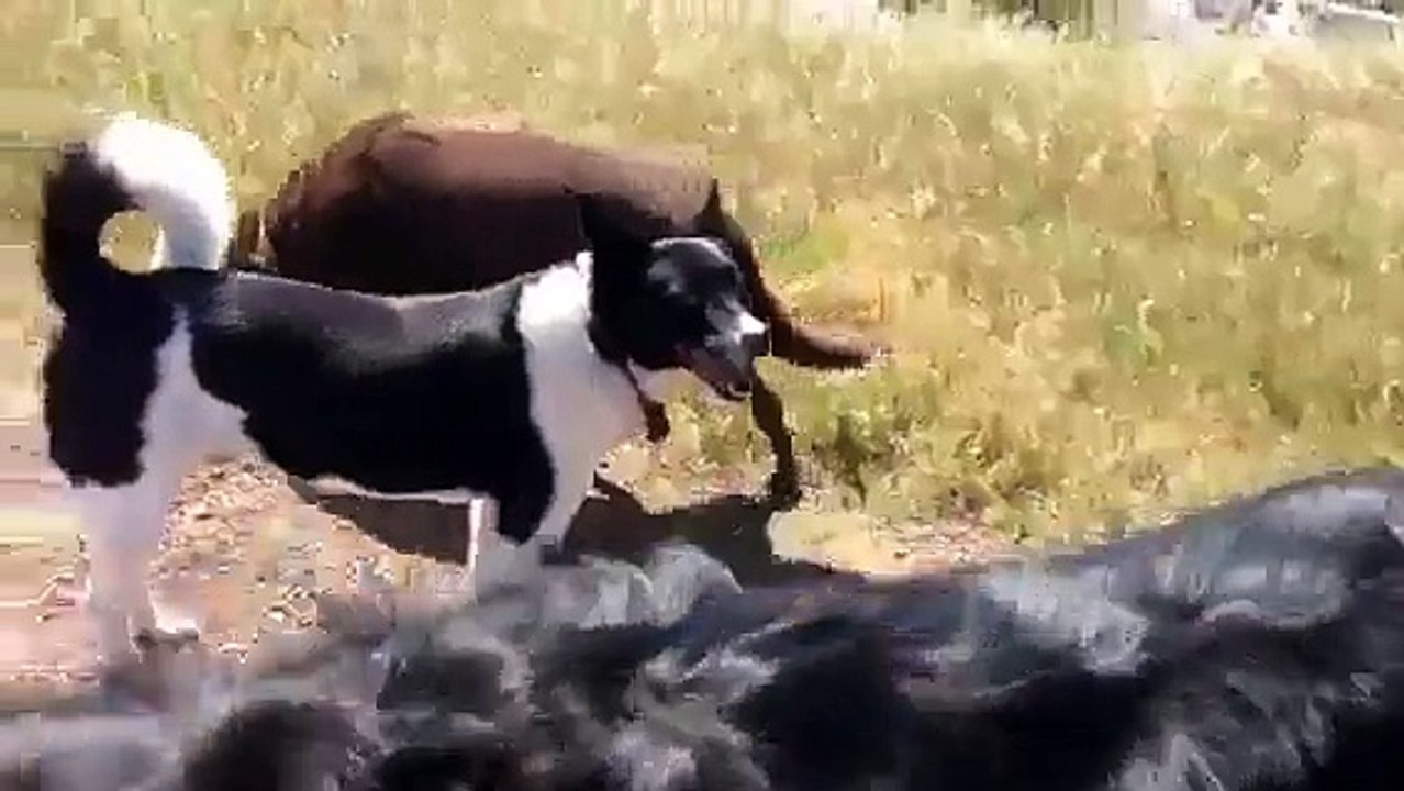 Foxtail sneezing