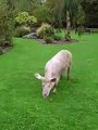 New Forest Pigs at Woodlands Lodge