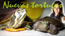 Nuevas tortugas adoptadas