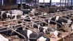 Holstein Dairy Cows have major calving improvements
