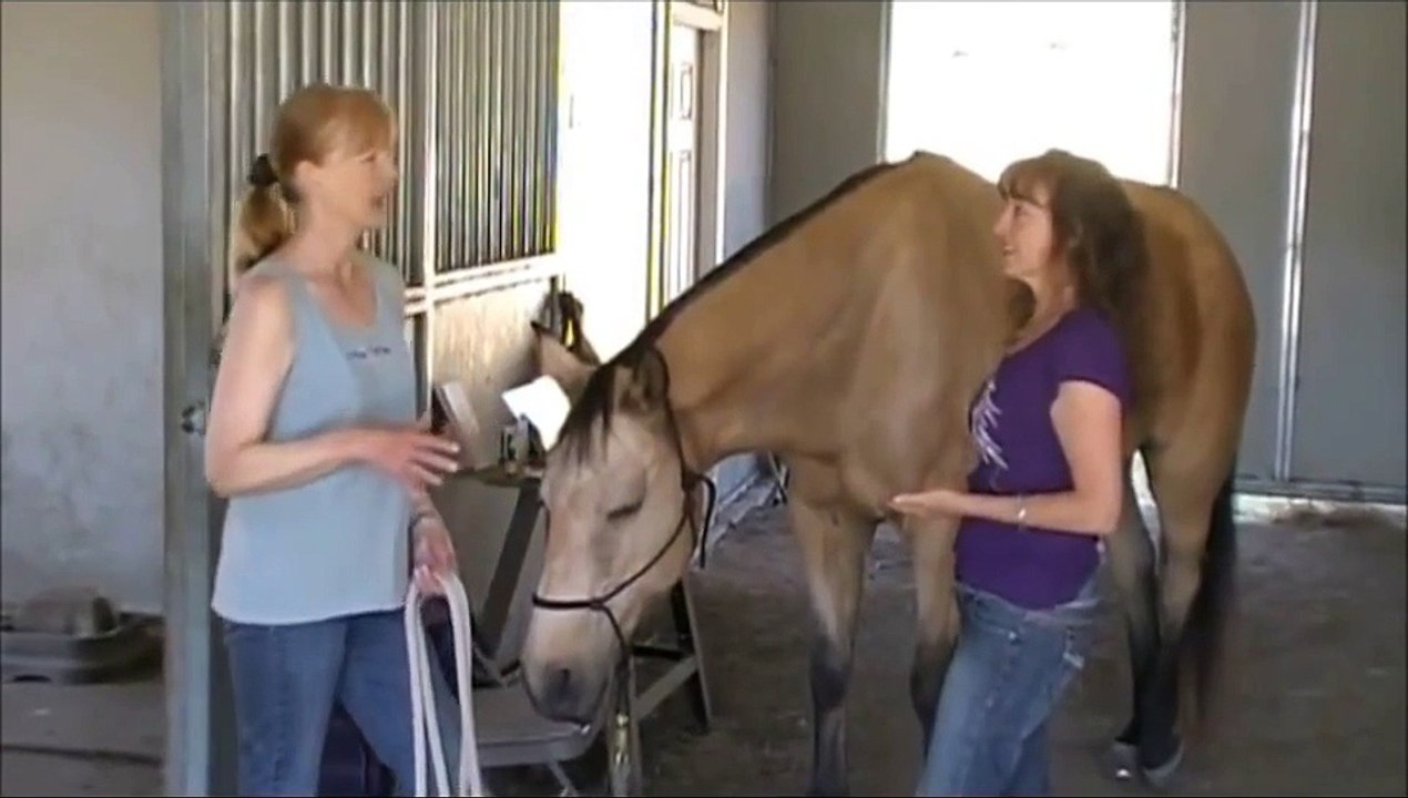 Matrix Energetics on a Horse Marla Steele Pet Psychic Recaps Session
