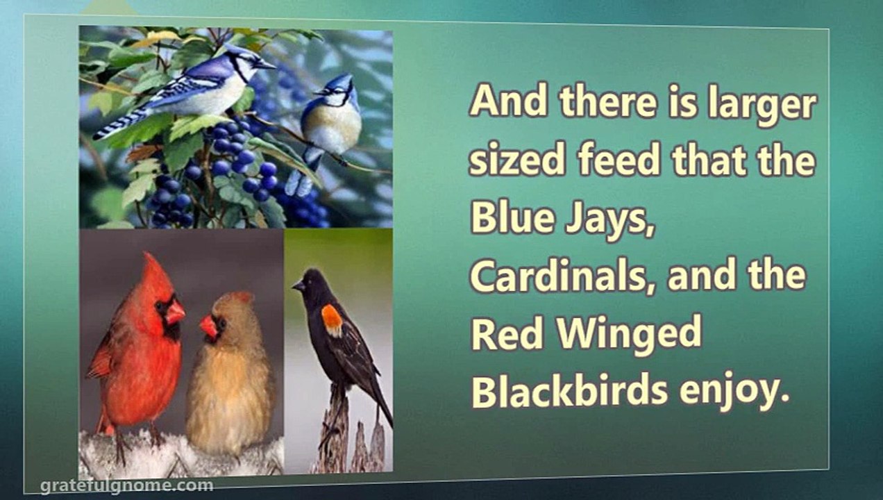 A Discussion All About Birds