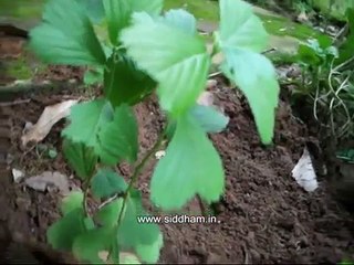 Herbal Medicine - Sida acuta - Natural Remedy for Arthritis