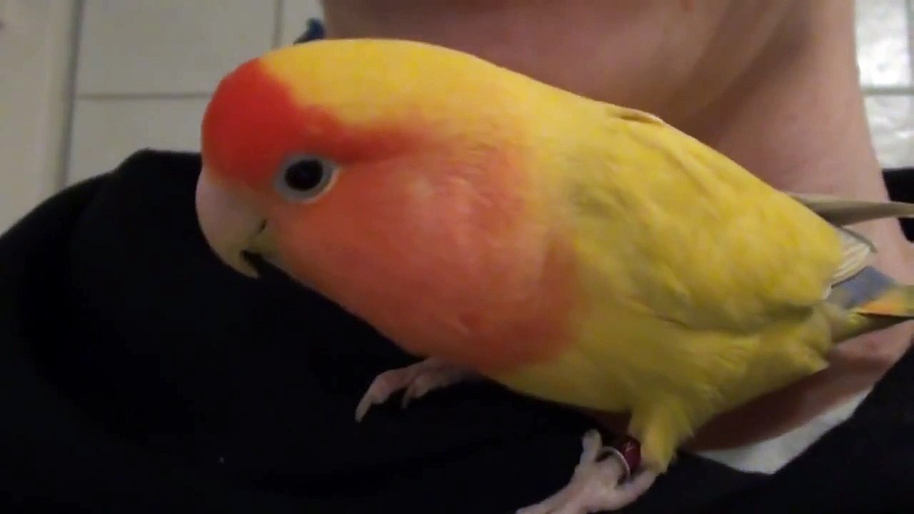 BLOWJOBS  - Coco Vlog