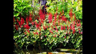 A glimpse of Claude Monet Home & Garden VTS 01 1