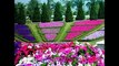 Flower Garden Ideas