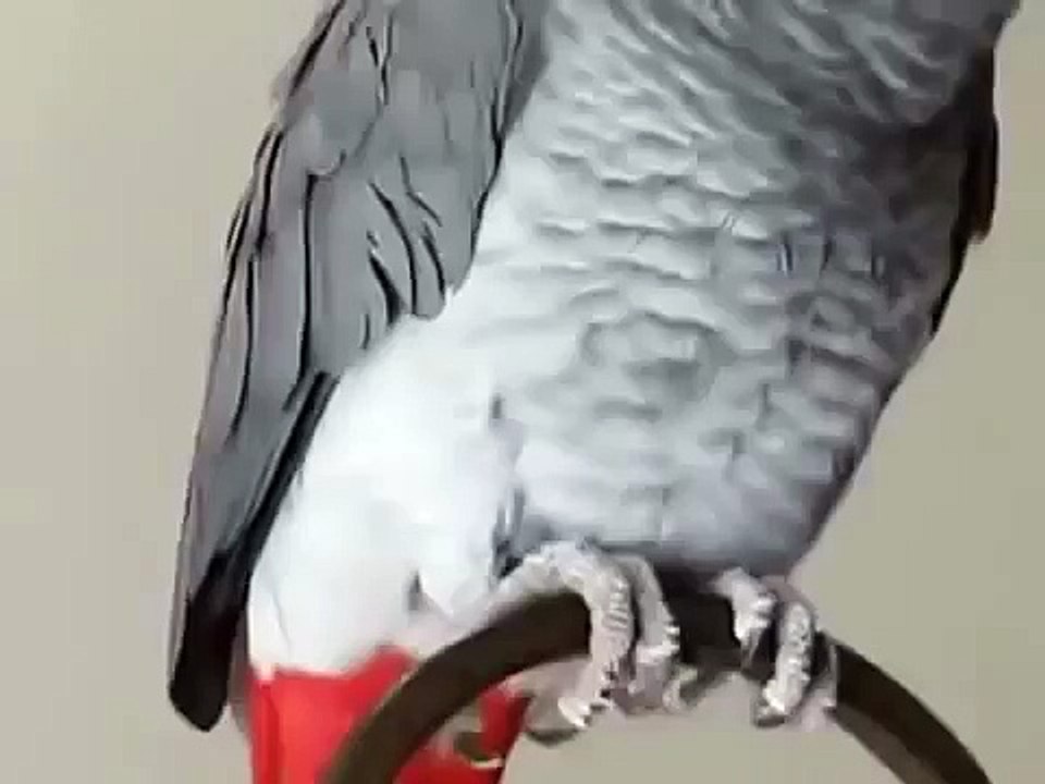 Coco gris du Gabon qui fait son malin, très drôle !