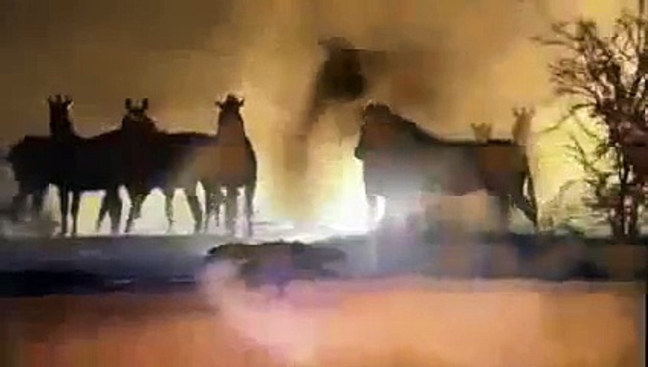 Animal Planet Channel 2015 | Wild Life Documentary | Wildlife Documentary National Geograp