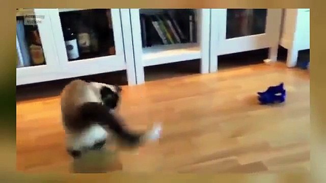 Funny Videos - Funny Cat Funny Dog - Funny Cats Videos - Funny Dogs Videos - Funny Cats and Dogs