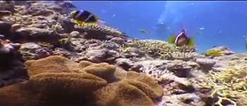 Scuba Diving-The Great Barrier Reef, Australia