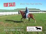 Tennessee Walking Horses For Sale - 11-06-2014