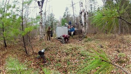 Tigre Siberiana di 400 Kg, Incredibile liberazione - Animali pericolosi