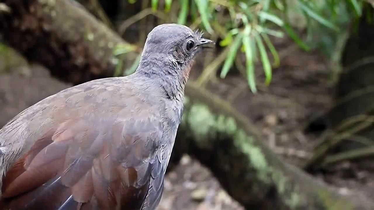 What does the bird say?