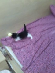 OREO-A cookie cat (playing with ball)