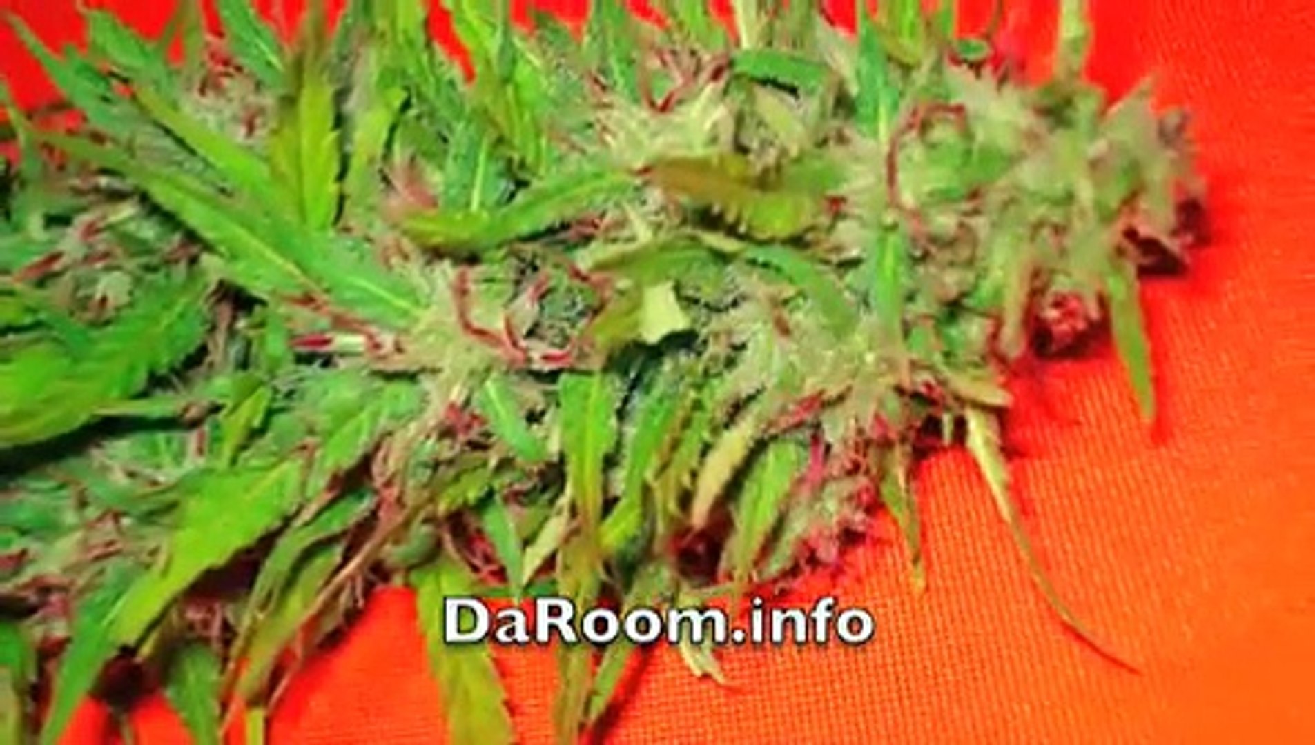 Marijuana Pics