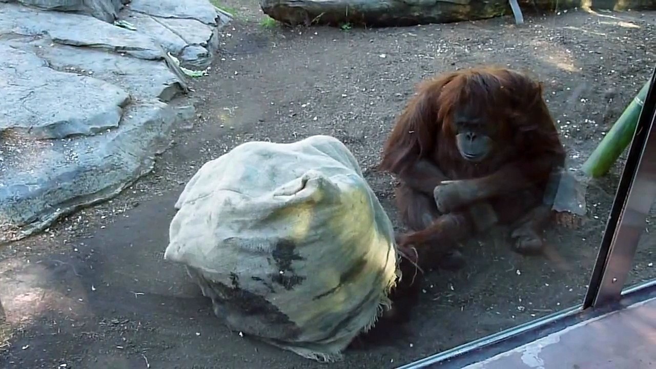 Very funny orangutan video!!!