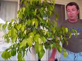 An Indoor Bonsai -- Ficus Bonsai Tree