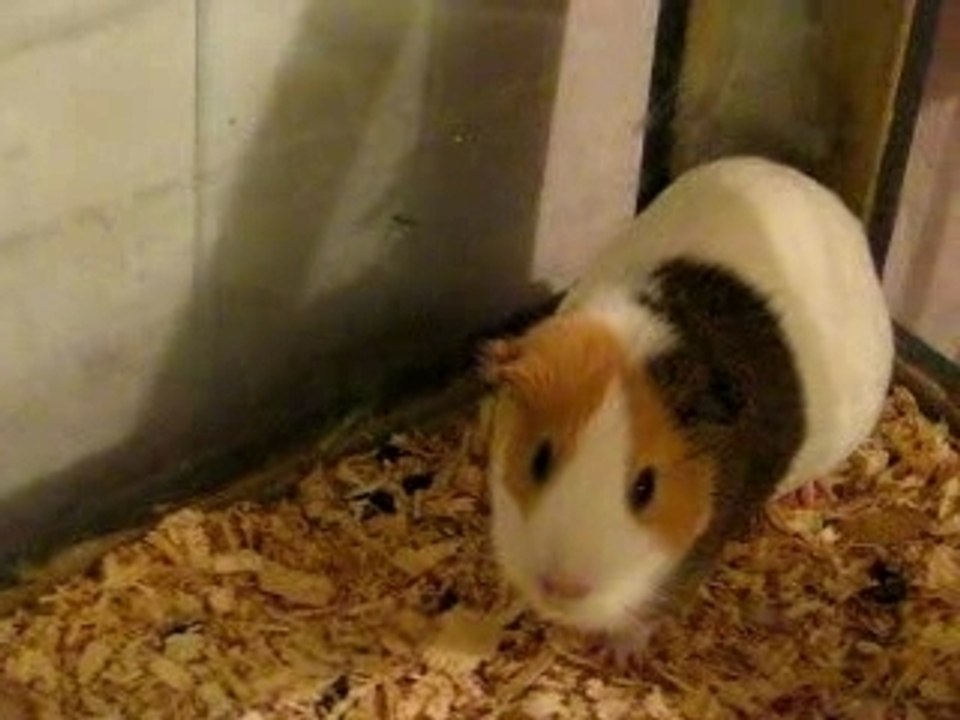 Wilson