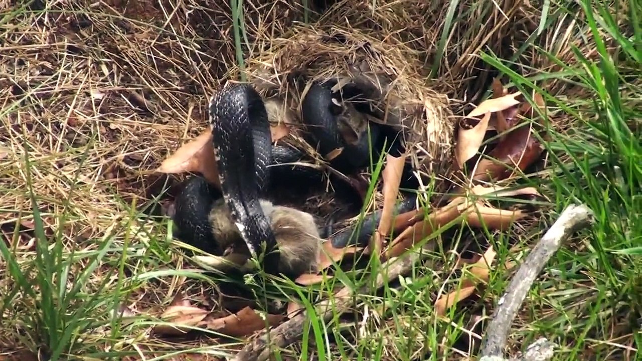 Lapin vs Serpent