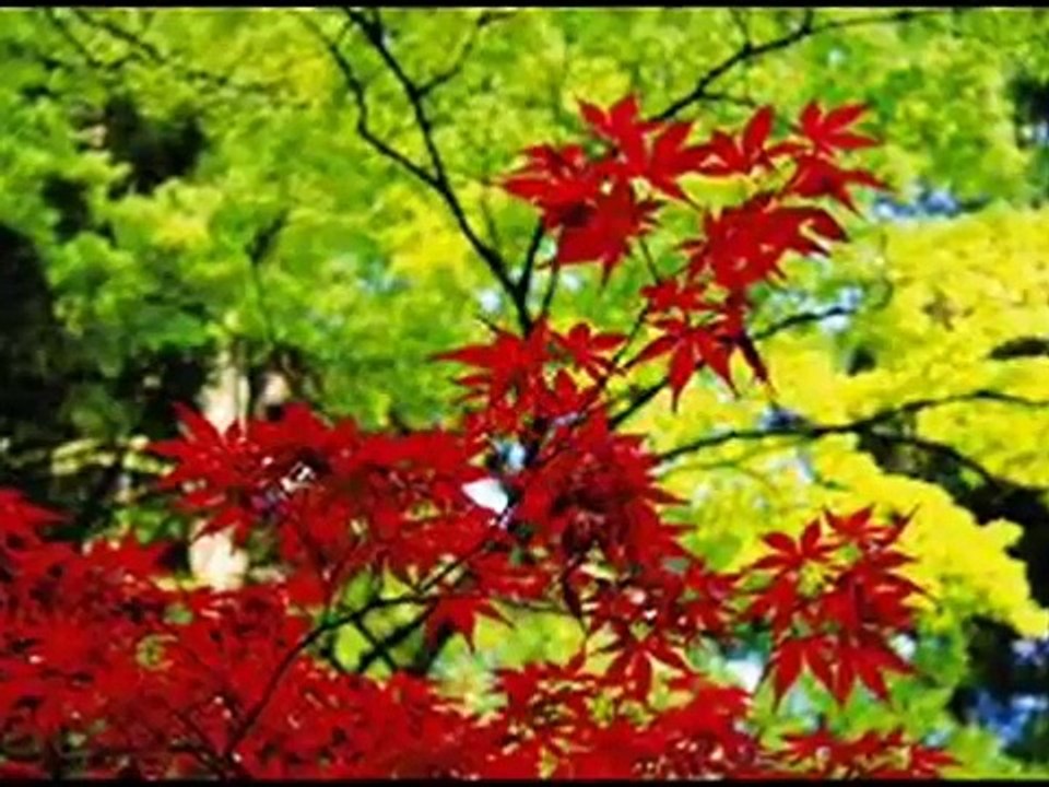 "UN  BEL  Dì  VEDREMO"  dall' Opera: " Madama Butterfly" di G. Puccini
