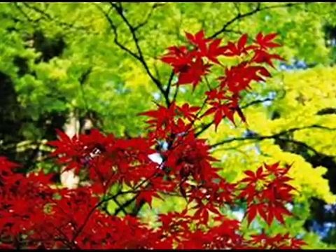 UN BEL Dì VEDREMO dall' Opera: Madama Butterfly di G. Puccini